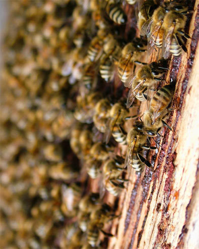 Les ondes des mobiles "fatales" pour nos abeilles - Mai 2011 Les ondes des mobiles "fatales" pour nos abeilles - Mai 2011