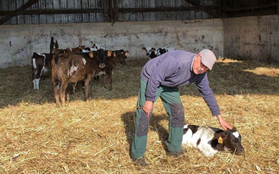 À Allineuc (Côtes-d’Armor), l’éleveur Stéphane Le Béchec a perdu 200 vaches et veaux de manière inexpliquée en trois ans. LP/Solenne Durox À Allineuc (Côtes-d’Armor), l’éleveur Stéphane Le Béchec a perdu 200 vaches et veaux de manière inexpliquée en trois ans. LP/Solenne Durox