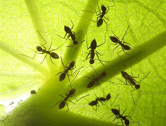 VIDEO / ETUDE : effets nocifs des ondes GSM mis en évidence sur des fourmis et des protozoaires - RTL.be - 11/07/2012 VIDEO / ETUDE : effets nocifs des ondes GSM mis en évidence sur des fourmis et des protozoaires - RTL.be - 11/07/2012
