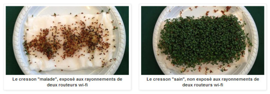 "WI-FI : Des expériences avec le cresson attirent l'attention internationale" - Bioalaune.com - 23/05/2013 "WI-FI : Des expériences avec le cresson attirent l'attention internationale" - Bioalaune.com - 23/05/2013