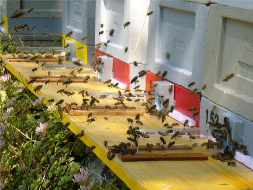 Etude allemande sur le changement comportemental des abeilles sous une exposition électromagnétique type mobile (portables, DECT) - 2005 Etude allemande sur le changement comportemental des abeilles sous une exposition électromagnétique type mobile (portables, DECT) - 2005