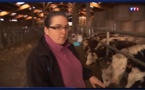 VIDEO : 'L'antenne-relais faisait mourir les veaux ? En Normandie, le bétail mis à l'abri' - TF1 - 26/10/2016 VIDEO : 'L'antenne-relais faisait mourir les veaux ? En Normandie, le bétail mis à l'abri' - TF1 - 26/10/2016