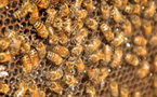 Les ondes des mobiles "fatales" pour nos abeilles - Mai 2011