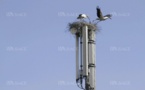 L’antenne de téléphonie suscite la polémique - lalsace.fr - 19/09/2019