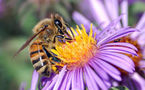 La destruction de la nature par l’« électrosmog » - Des abeilles, des oiseaux et des hommes - Ulrich Warnke - 01/11/2007