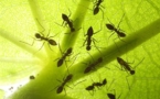 VIDEO / ETUDE : effets nocifs des ondes GSM mis en évidence sur des fourmis et des protozoaires - RTL.be - 11/07/2012