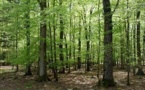 ETUDE néerlandaise : Le Wi-Fi tuerait les arbres... - Nov. 2010